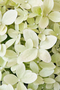 Obraz Hydrangea